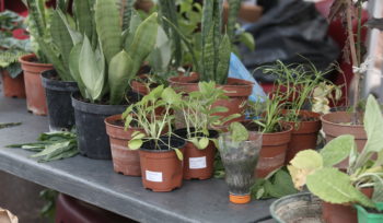 Préparez le Troc’jardin