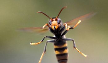 Des aides à la destruction de nid
