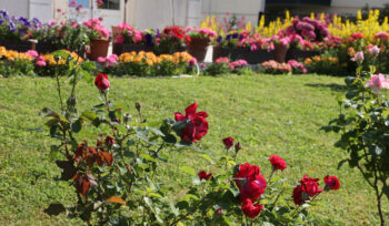 Concours des jardins, balcons fleuris et potagers