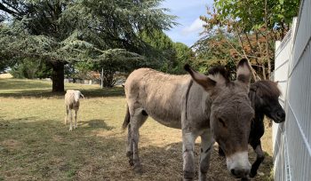 Coopération entre pompiers et lamas