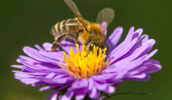 Concours photos : les insectes pollinisateurs