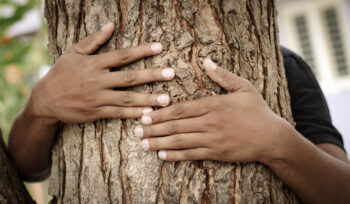 Adoptez un arbre