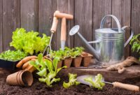 Création d’un potager